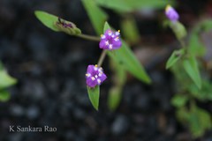 Cyanotis fasciculata